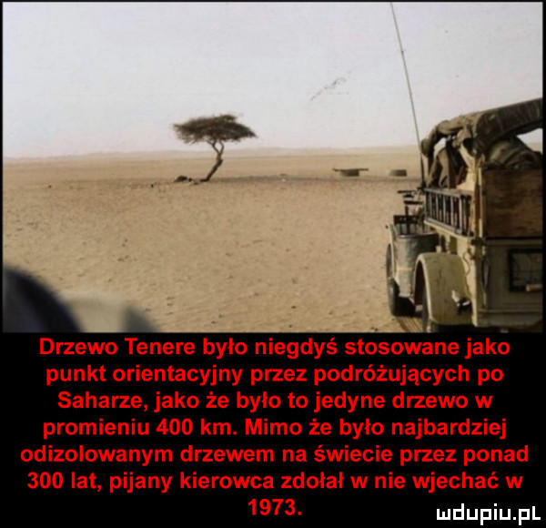 drzewo tenere bylo niegdyś stosowane jako punkt orientacyjny przez podróżujących po saharze jako że było to jedyne drzewo w promieniu     km. mimo że było najbardziej odizolowanym drzewem na świecie przez ponad     lat pijany kierowca zdołał w nie wjechać w