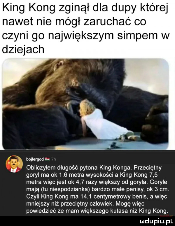 king kong zginął dla dupy której nawet nie mógł zaruchać co czyni go największym siupem w dziejach a wnerwi u obliczylem długość pylona king konga przeciętny goryl ma ok     metra wysokości a king kong     metra więc jest ok     razy większy od goryla. goryle mają tu niespodzianka bardzo male penisy ok   cm. czyli king kong ma      centymetrowy betis. a więc mniejszy niż przeciętny czlowiek. mogę więc powiedzieć ze mam większego kulasa niż king kong