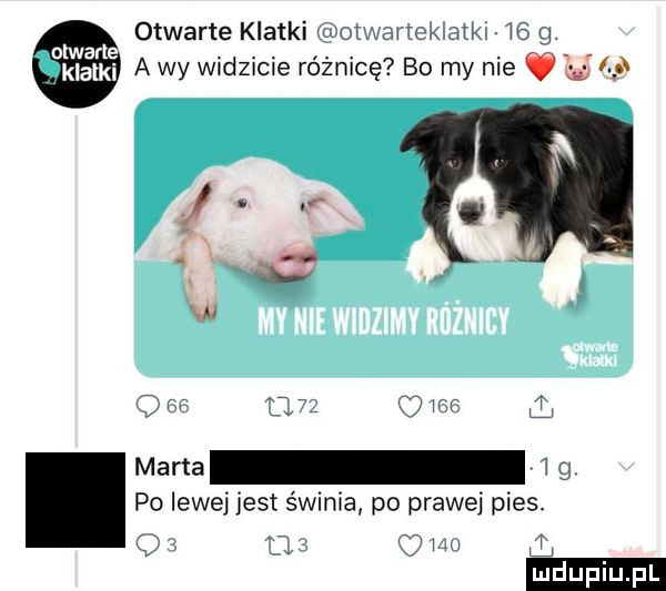 otwarte klatki dotxtrarlekłatks      a wy widzicie różnicę bo my nie ó l marta   po lewej jest świnia po prawej pies. i   jv