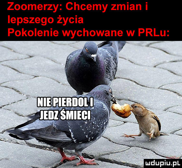 zoomerzy chcemy zmian i lepszego życia pokolenie wychowane w palu