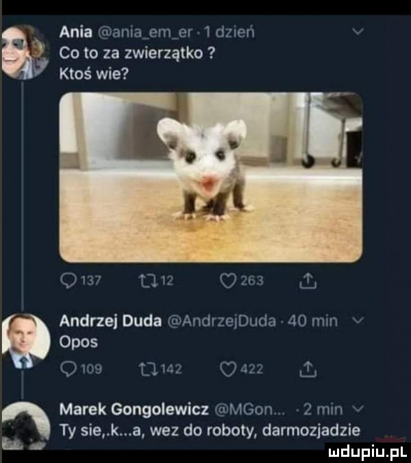 ania   co to za zwierzątko ktoś wie andrzej duda opos marekgongoiewicz ty sie. k a wez do roboty darmozjadzie h