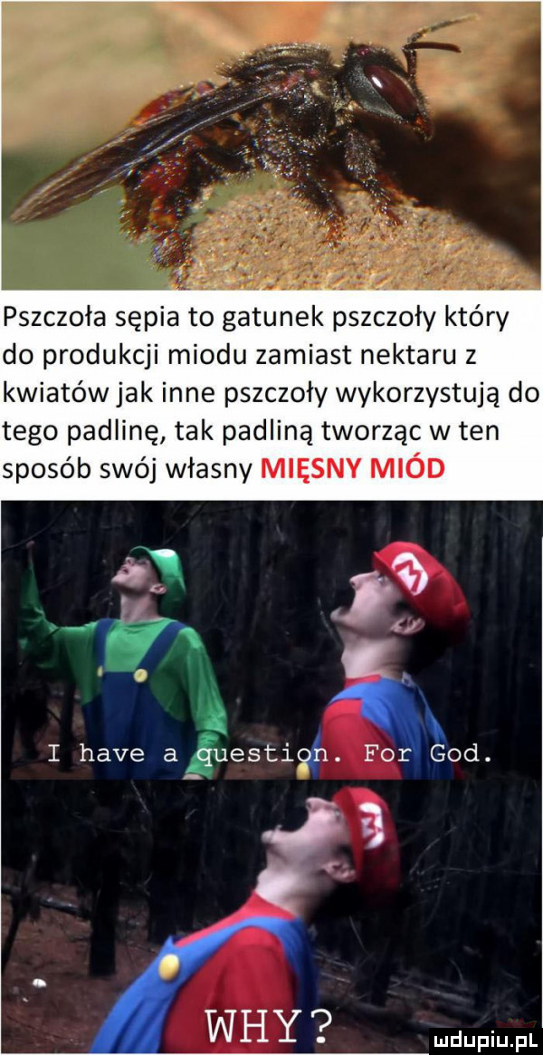 pszczoła sepia to gatunek pszczoły który do produkcji miodu zamiast nektaru z kwiatów jak inne pszczoły wykorzystują do tego padlinę tak padlina tworząc w ten sposób swój własny mięsny miód  . i hace arquestigin. for gad. ja wdy