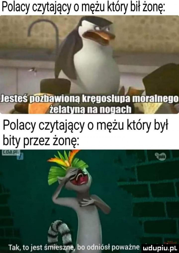 polacy czytajacy omęzu który bił zonę polacy czytający o mężu który był bity przez żonę tak tojest śmieszne boodniósi poważne