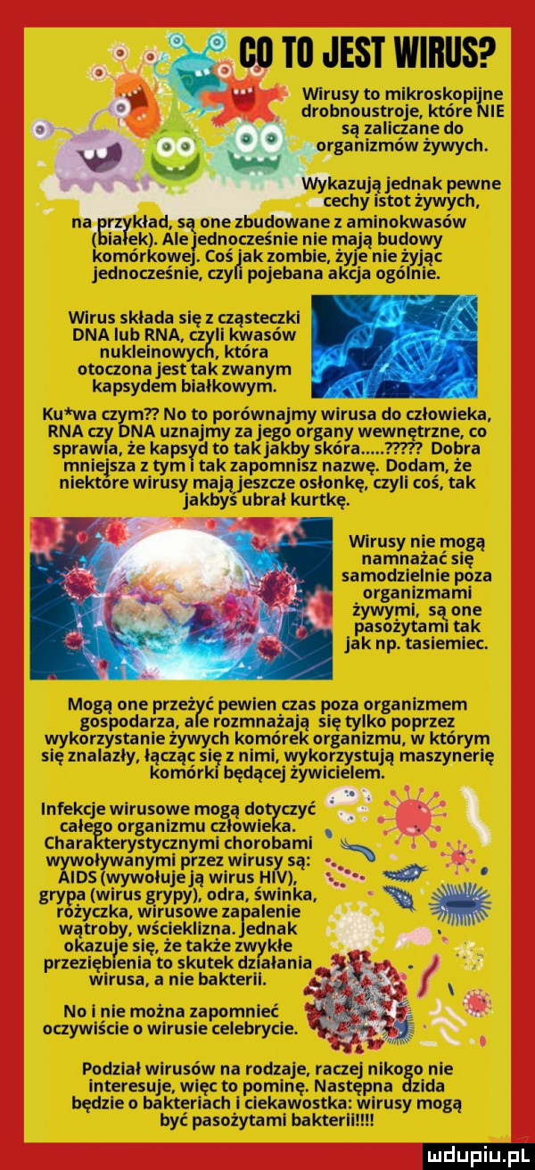 wirusy to mikroskop ine drobnoustroje które ie są zaliczane do ganizmów żywych. zują jednak pewne. cechy istot żywym ida anezaminokwasów ia ek. ale ednoczesnie nie ma ą budowy obórko coś ak zombie e nie żyją jednoczesnle. czy pojebana akcja ogólnie. wirus składa się z cząsteczki dnaiuh rna cz ii kwasów nukleinowy która otoczona jest tak zwanym kapsydem białkowym. ku wa cz m no to porównajmy wirusa do człowieka rna czy na uznajmy za jego organy wewn trzne cu sprawa że kapsyd to takjakby skóra dobra milejsza z tym takzapomnisz nazwę. dodam. że niektore wirusy maj jeszcze osłonkę czyli coś. tak jakby ubrał kurtkę. wirusy nie mogą namnażać się samodzielnie poza organizmami żywymi      pasozytami tak jak np. tasiemiec mogą one przeż ć pewien czas poza organizmem gospodarza a e rozmnażają się tylko poprzez wykorzystanie żywych komorek organizmu w ktorym się znalazły łączą się z nimi wykorzystują maszynerię komórki będącej żywicielem. infekcje wirusowe mag doetyayć. a całe ourganizmucz owi a. chara erystycznymi chorobami w adymi przez wirus są ihs wywołujeją wirus h gry wirus gryp y odra świnka. r żaczka wirusowe za alenie wątroby wścieklizna ednak okazuje się że także zwykłe przezięb elia to skutek dilałanla. wirusa a nie bakterii. abakankami no inie można zapomnieć oczywscie o wirusie celebrycie. podział wirusów na rodzaje raczej niko o nie interesuje więc to pominę. następna zada będzie o bakteriach i ciekawostk irysy mogą byc pasożytami bakterll