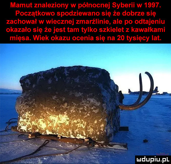 mamut znaleziony w północnej syberii w     . początkowo spodziewano się że dobrze się zachował w wiecznej zmarzlinie ale po odtajaniu okazało się że jest tam tylko szkielet z kawałkami mięsa. wiek okazu ocenia się na    tysięcy lat