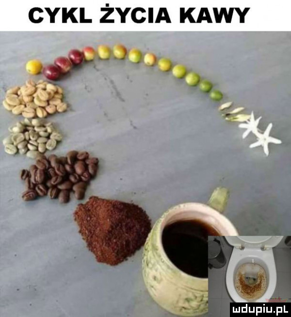 cykl życia kawy mdupilij