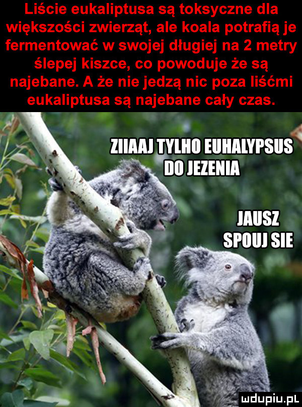 mmama eiiiimyi spis. ibl iezeiiia laiisl spoili sie x. abakankami qdupiu pl