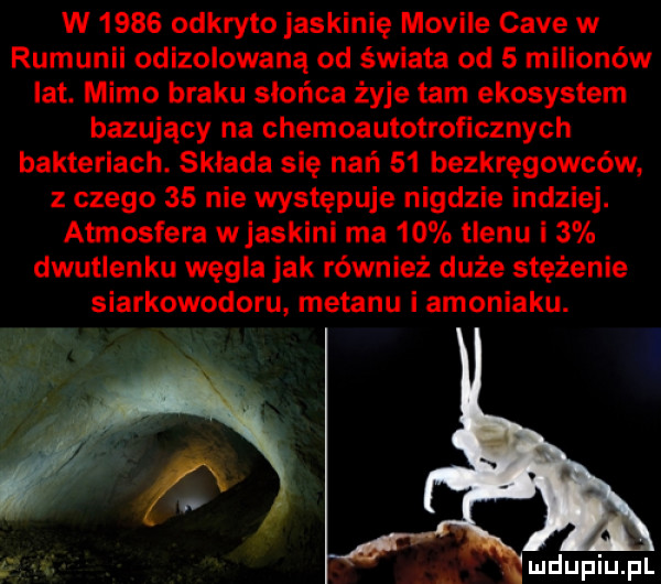 w      odkryto jaskinię mobile cave w rumunii odizolowana od świata od   milionów lat. mimo braku słońca żyje tam ekosystem bazujący na chemoautotroficznych bakteriach. składa się nań    bezkręgowców z czego    nie występuje nigdzie indziej. atmosfera w jaskini ma    tlenu i   dwutlenku węgla jak również duże stężenie siarkowodoru metanu i amoniaku