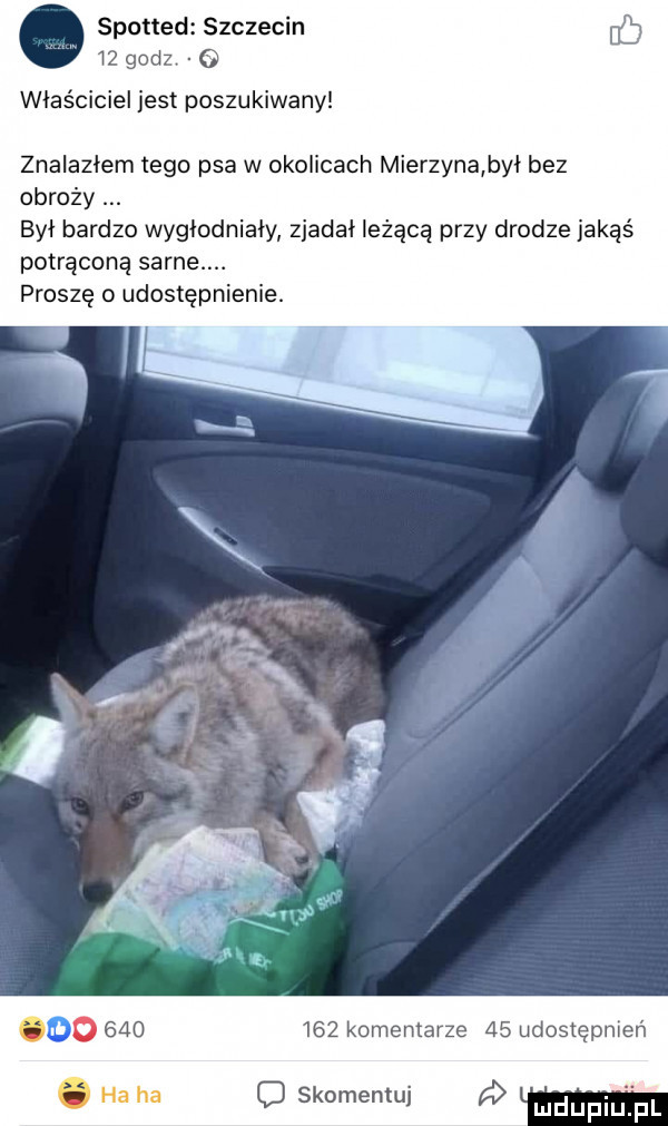 spotted szczecin lz go właściciel jest poszukiwany znalazłem tego psa w okolicach mierzyna byl bez obroży byl bardzo wygłodniały zjadal leżąca przy drodze jakaś potrącona same. proszę o udostępnienie.     komentarze    udostępnień o skomentuj a
