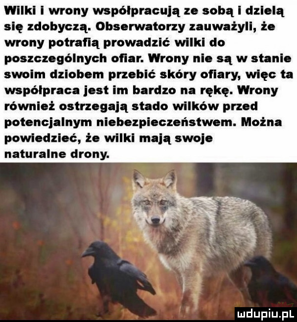 wilki i wrony wspólpraculą ze sobą i dzielą się zdobyczą. obserwatorzy zauważyli że wrony potrafią prowadzić wiaki do poszczególnych ogar. wrony neo są w stallo swoim dziobem przebić skóry ofiary więc ta współpraca jest im bardzo na rękę. wrony również ostrzegają stado wilków przod potencjalnym niebezpieczeństwem. można powiedzieć że wiaki mają swoje naturalne drony