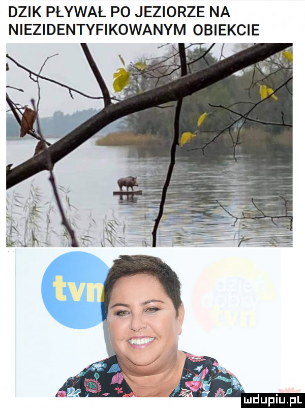 dzik pływał po jeziorze na