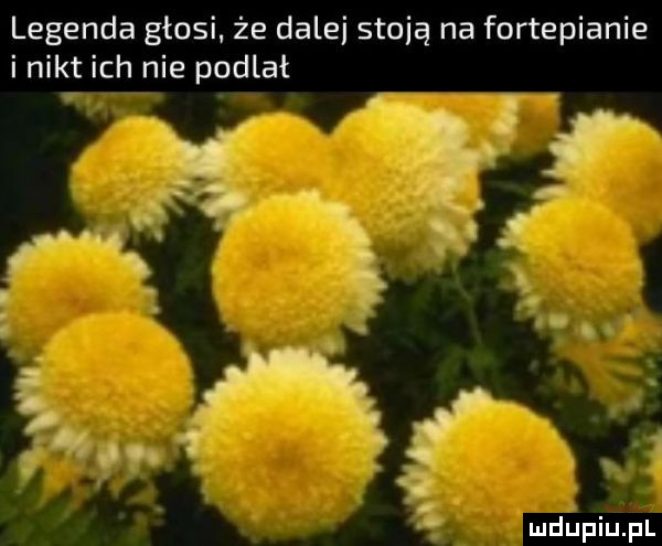 legenda głosi. że dalej stoją na fortepianie i nikt ich nie podlał