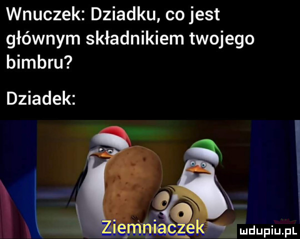 wnuczek dziadku co jest głównym składnikiem twojego bimbru dziadek