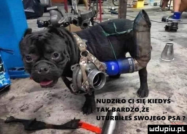 umd siękiedvś annżo ż