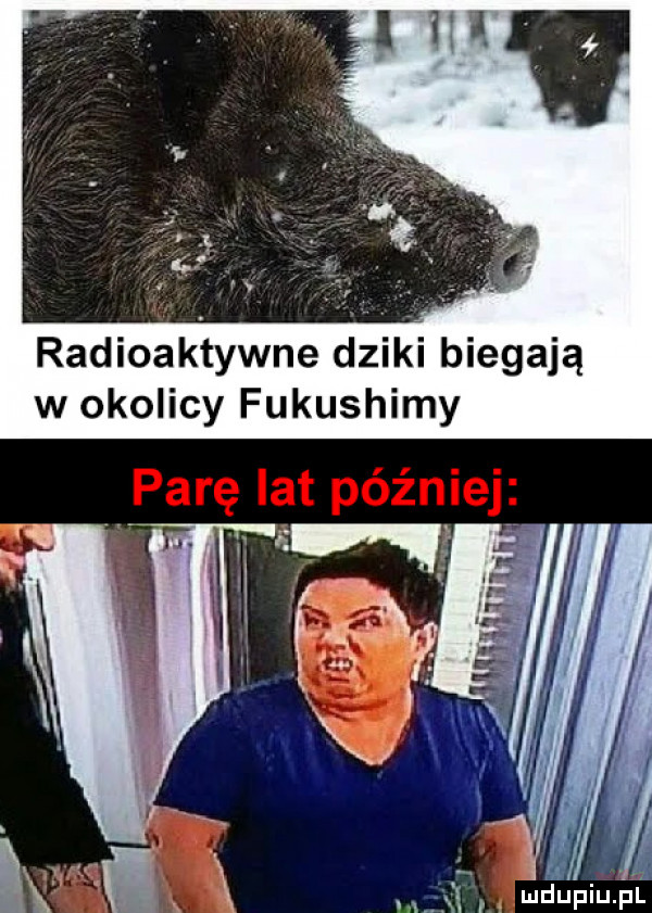 radioakywne dziki biegają w okolicy fukushimy