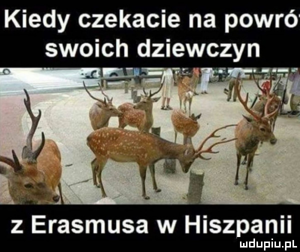 kiedy czekacie na powró swoich dziewczyn z erasmusa w hiszpanii