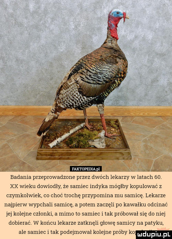 faktdpedi pl www badania przeprowadzone przez dwóch lekarzy w latach   . xx wieku dowiodły ze samiec indyka moglby kopulowac z czymkolwiek co choć trochę przypomina mu samicę. lekarze na pierw wypchali samice a potem zaczeli po kawalku odcinać e kolejne czlonki a mimo to samiec imak próbował się do niej dobierać w końcu lekarze zatknęli głowę samicy na patyku ale samiec i tak podejmowal kole ne próby ko