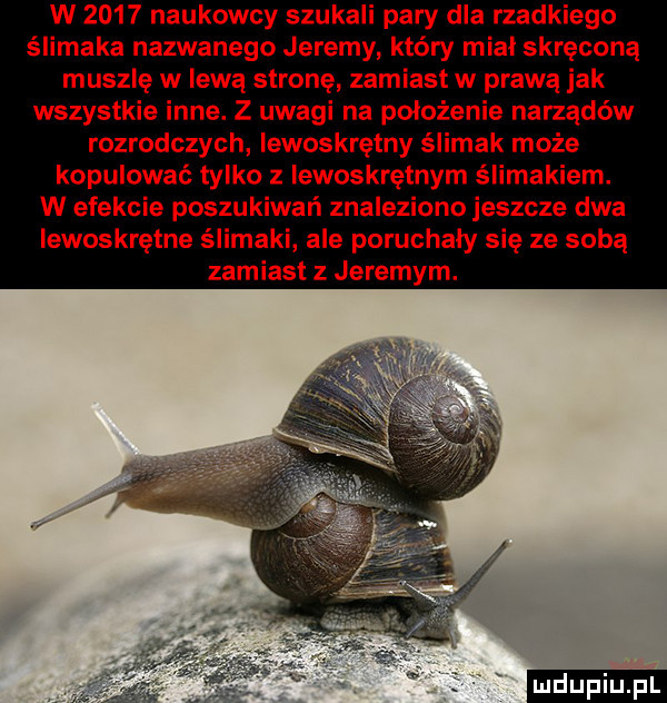 w      naukowcy szukali pary dla rzadkiego ślimaka nazwanego jeremy który miał skręcona muszlę w lewą stronę zamiast w prawą jak wszystkie inne. z uwagi na położenie narządów rozrodczych lewoskrętny ślimak może kopulować tylko z lewoskrętnym ślimakiem. w efekcie poszukiwań znaleziono jeszcze dwa lewoskrętne ślimaki ale poruchaly się ze sobą zamiast z jeremym