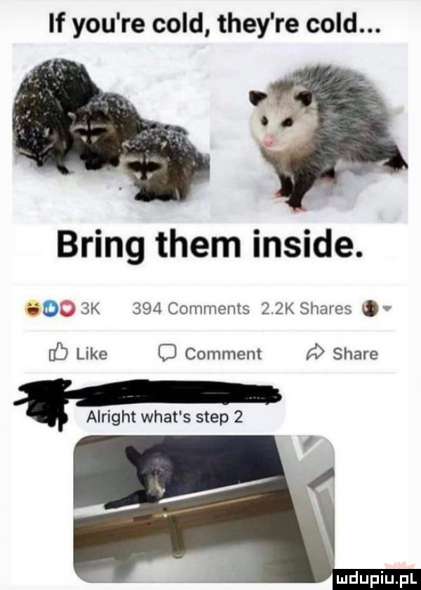 lf y-u re cold they re cold. oo bring them inside. i io  k     comments    k shares nb like comment stare. alright wiat s step