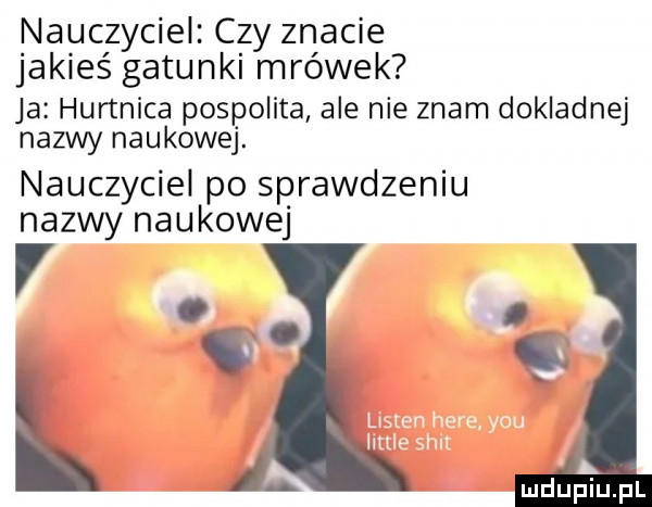 nauczyciel czy znacie jakieś gatunki mrówek ja hurtnica pospolita ale nie znam dokladnej nazwy naukowej. nauczyciel po sprawdzeniu nazwy naukowej li