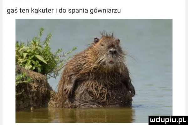 gaś ten kąkuter i do spania gówniarzu