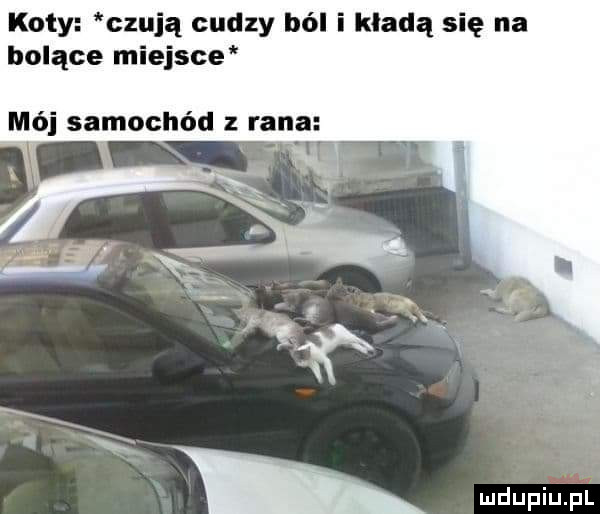 koty czują cudzy ból i kładą się na bolące miejsce mój samochód z rana x wdupiu pl