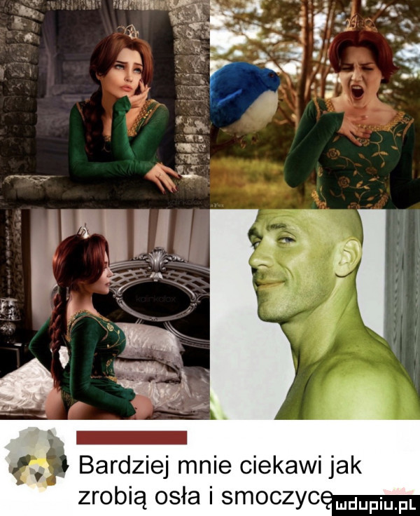 bardziej mnie ciekawi jak zrobią osła i scmoczy m upiu fl