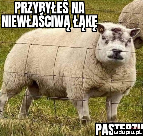 rnzvnvuś un miwmśclwq ulu if af. siłę