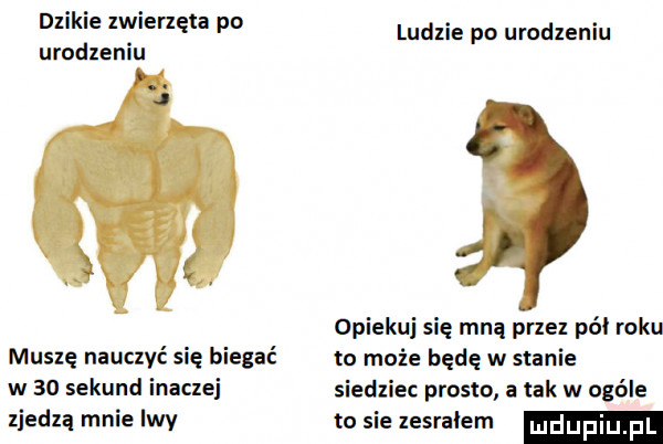 dzikie zwierzęta po ludzie po urodzeniu urodzeniu opiekuj się mną przez pól roku muszę nauczyć się biegać to może będę w stanie w    sekund inaclei siedziec prosto a tak w ogóle zjedzą mnie lwy to sie zesrałem