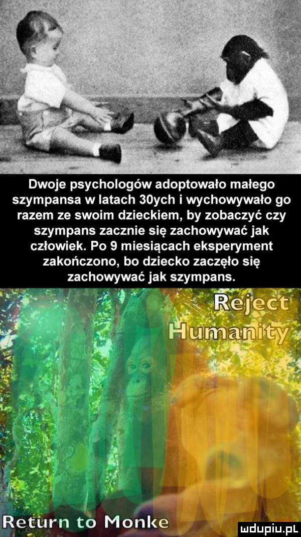 dwoje psychologów adoptowało malego szympansa w iktach   ych i wychowywało go razem ze swoim dzieckiem by zobaczyć czy szympans zacznie się zachowywać jak człowiek. po   miesiącach eksperyment zakończono bo dziecko zaczęło się zachowywać jak szympans. abakankami w ę rćggf maupiutzl
