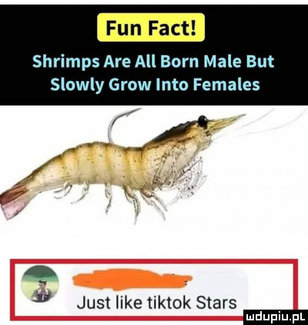 shrimps are all barn male but slowly grow iato females     just like tiktok stars