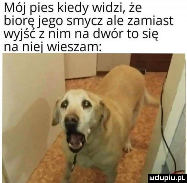 mój pies kiedy widzi że biqręjego smycz ale zamiast wyjść z nim na dwór to się na nie wieszam