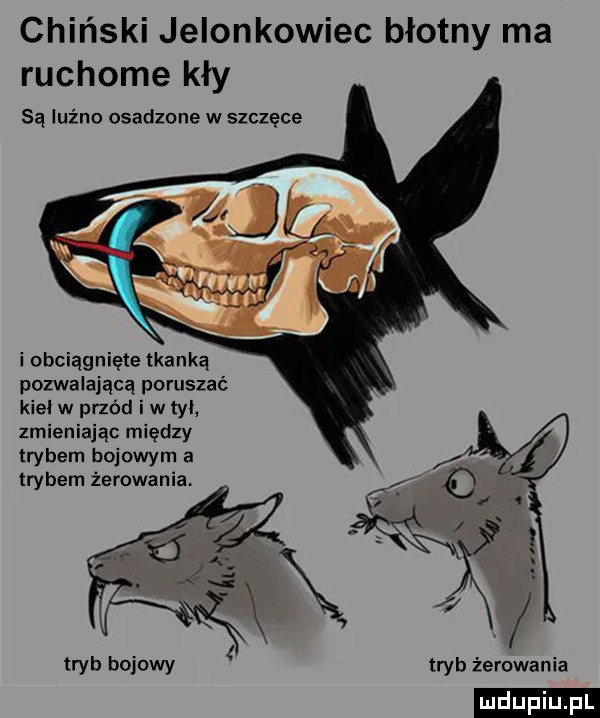 chiński jelonkowiec błotny ma ruchome kły są luźno osadzone w szczęce i obciągnięte tkanką pozwalającą poruszać kiel w przód i w tyl zmieniając między trybem bojowym a trybem żerowania. tryb żerowania ludu iu. l tryb bojowy