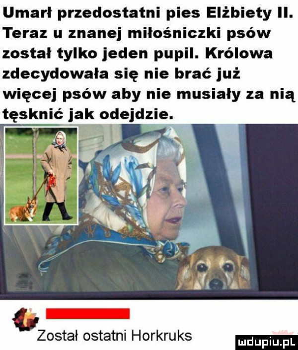 umarł przedostatni pies elżbiety ii. teraz u znanej miłośniczki psów zostal tylko jeden pupil. królowa zdecydowała się nie brać już więcej psów aby nie musialy za nią tęsknić jak odejdzie. zostal ostatni horkruks