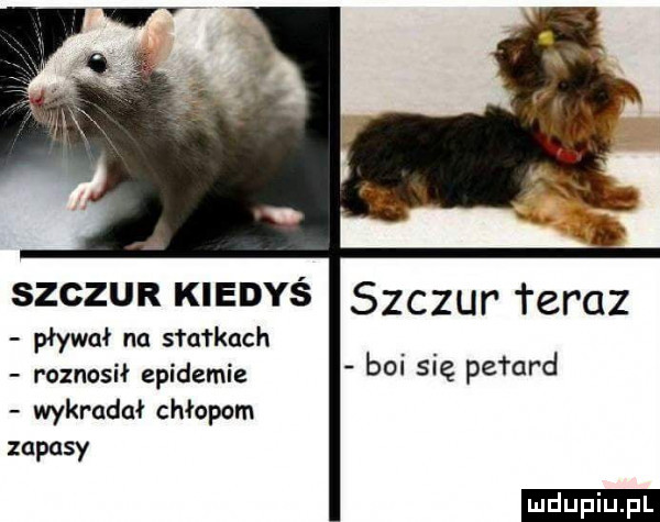 szczur kiedyś szczuf teraz pływał na statkach roznosił epidemie wykradał chłopom zapasy boi się petard ludu iu. l