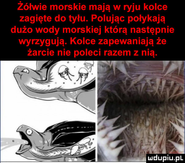 i amdupiupl