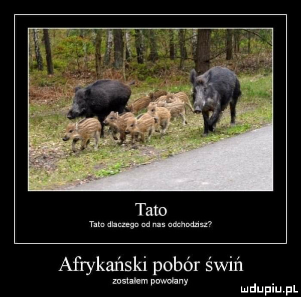 tato talc dlaczego od nas odchmizlsz  afrykański pobór świń zostalem powołany. mduplu pl