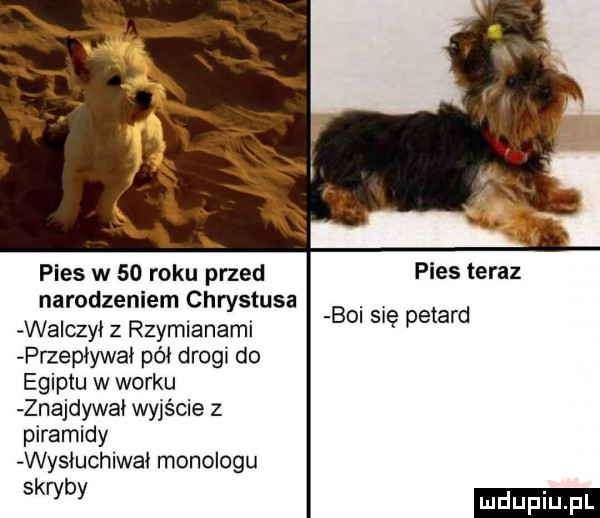 pies w    roku przed pies teraz narodzeniem chrystusa wa czół z rzymianami przepływa pół drogi do egiptu w worku znajdywał wyjście piramidy wysłuchiwał monologu w boi się petard