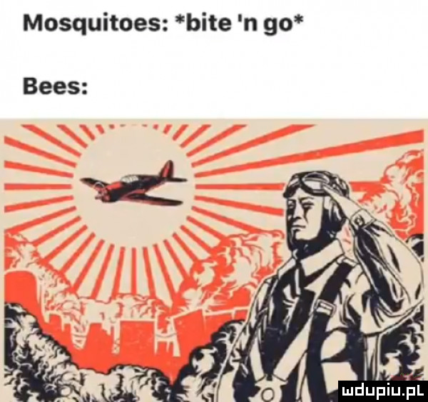 mosquhoes bae ngo bies