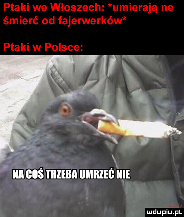 ptaki we włoszech umierają ne śmierć od fajerwerków ptaki w polsce. u gśmzinn umnzie nai mdupiﬁpl