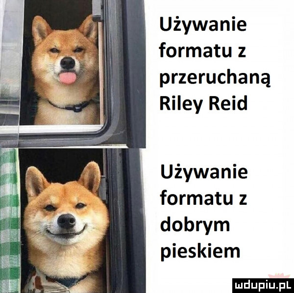 używanie formatu z przeruchaną riley reid używanie formatu z dobrym pieskiem ludu iu. l