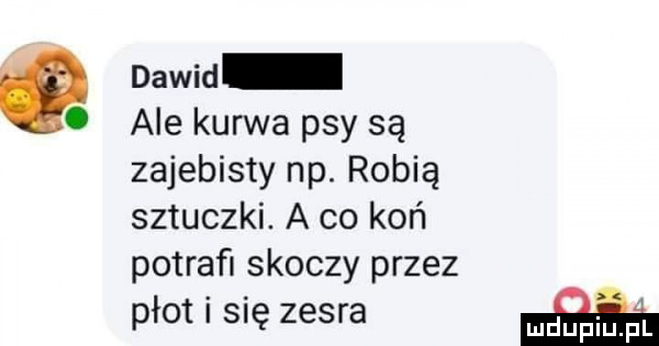 dawid. ale kurwa psy są zajebisty np. robią sztuczki. a co koń potraﬁ skoczy przez płot i się zesra
