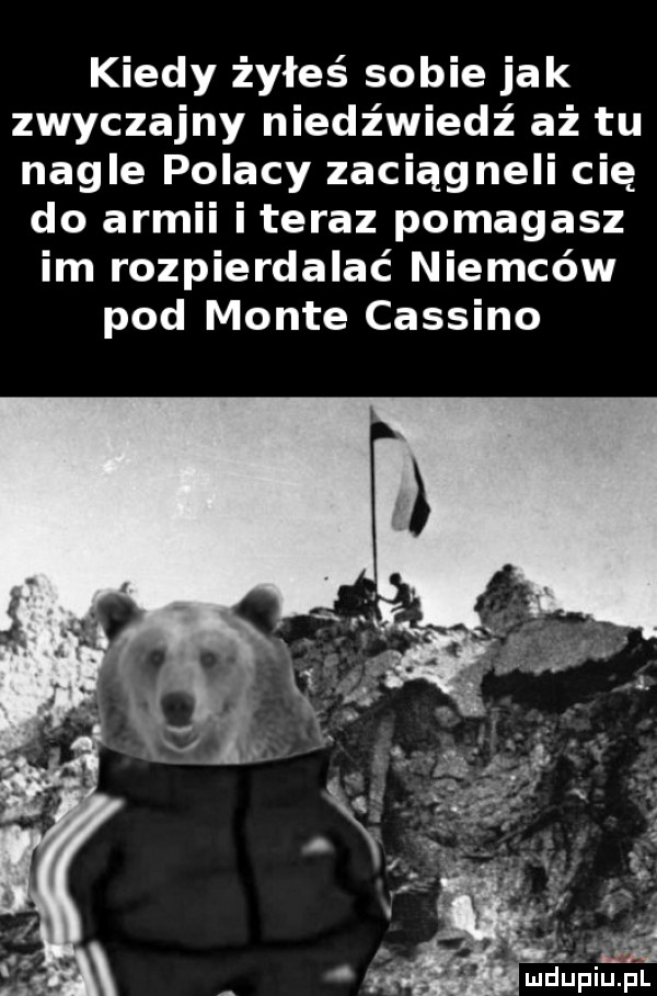 kiedy żyłeś sobie jak zwyczajny niedźwiedź aż tu nagle polacy zaciąg neki cię do armii iteraz pomagasz im rozpierdalać niemców pod mente cassino ludufiiu. pl