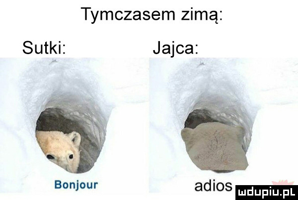tymczasem zimą jajca adios