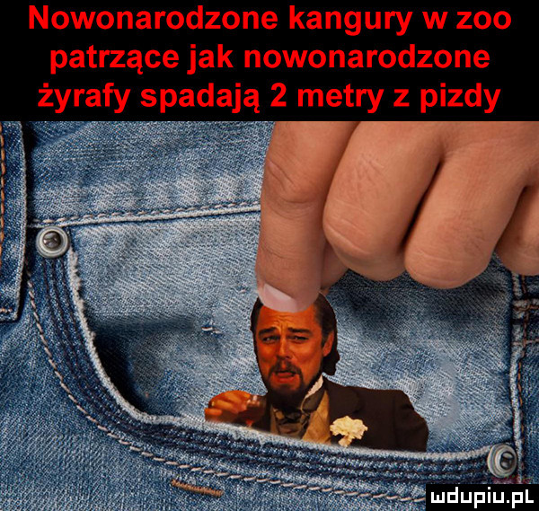 nowonarodzone kangury w zoo patrzące jak nowonarodzone żyrafy spadają   metry z pizdy