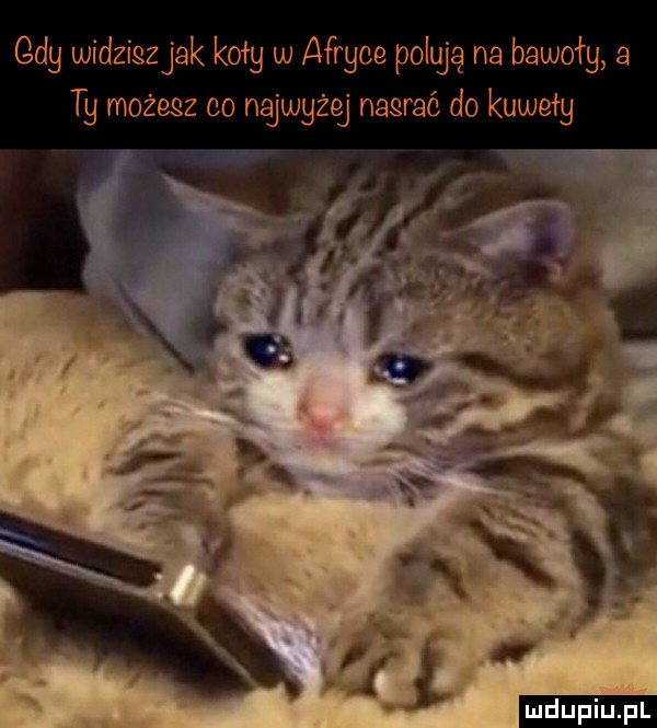 gag widziszjak kogg w afryce pelty q na bawołg a tg moz elz co najwyżej nagrać do kuwełg ludu iu. l