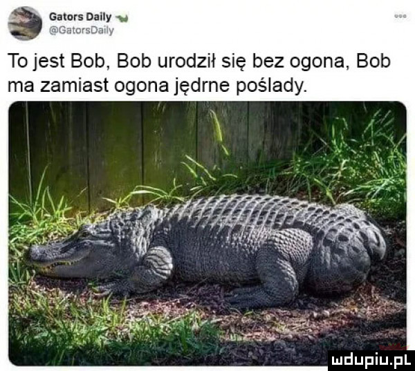 gators dany v tojest bob. bob urodził się bez ogona bob ma zamiast ogona jędrne poślady