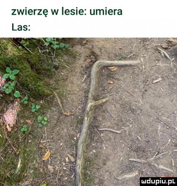 zwierzę w lesie umiera