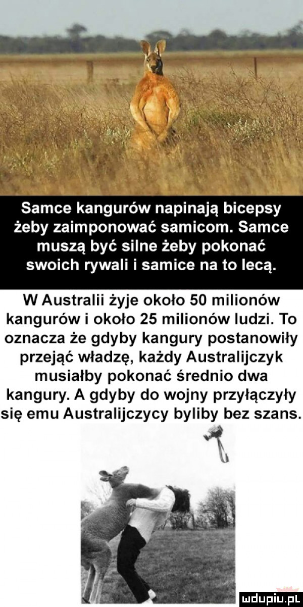 samce kangurów napinają bicepsy żeby zaimponować samicom. samce muszą być silne żeby pokonać swoich rywali i samice na to lecą. w australii żyje okolo    milionów kangurów i okolo    milionów ludzi. to oznacza że gdyby kangury postanowily przejąć władzę każdy australijczyk musialby pokonać średnio dwa kangury. a gdyby do wojny przylączyly się emu australijczycy byliby bez szans. ludu iu. l