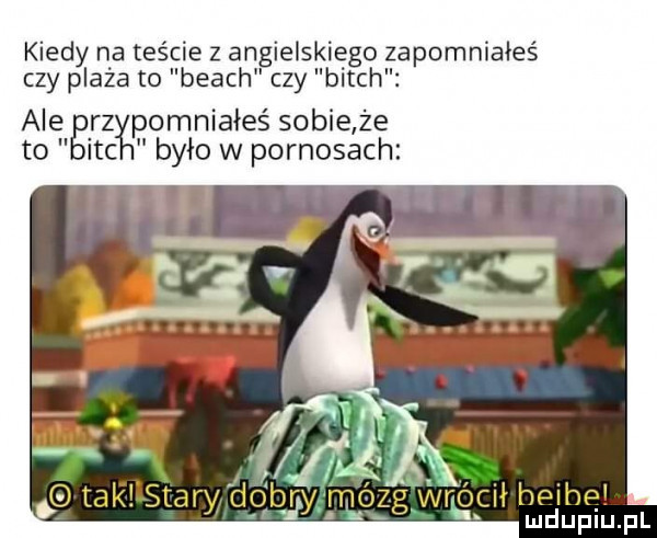 kiedy na teście z angielskiego zapomniałeś czy plaża to blach czy bitch ale rz pomniałeś sobie że to icc było w pornosach